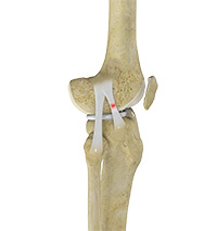 Knee Image Knee